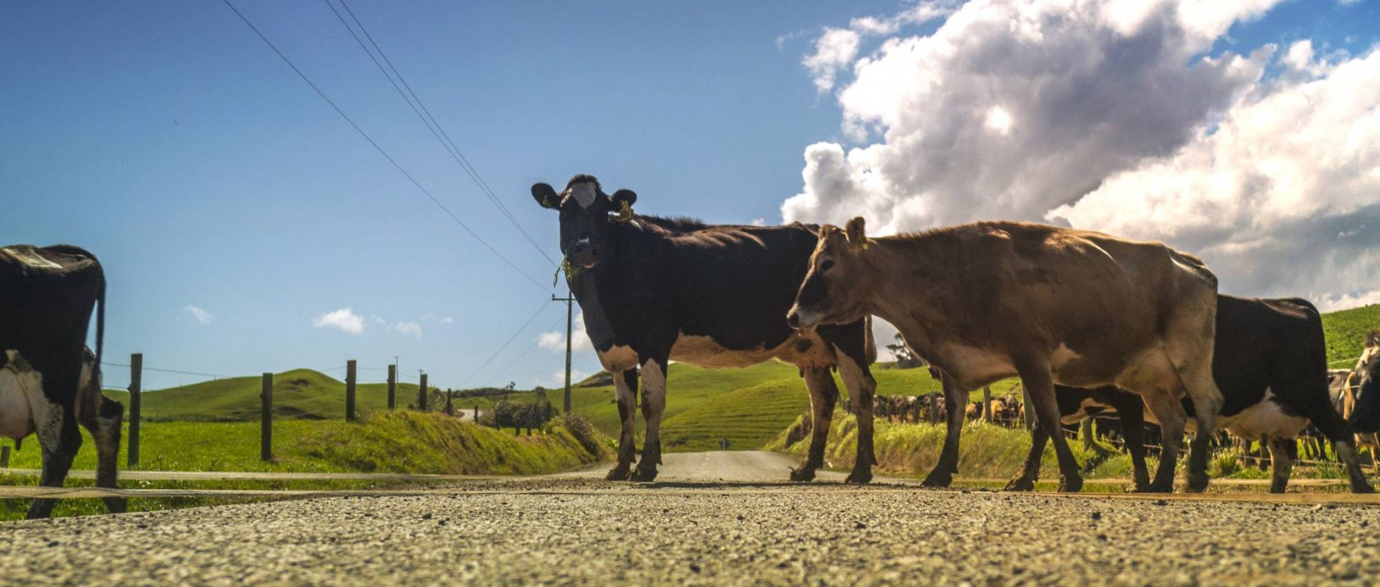 Livestock being moved