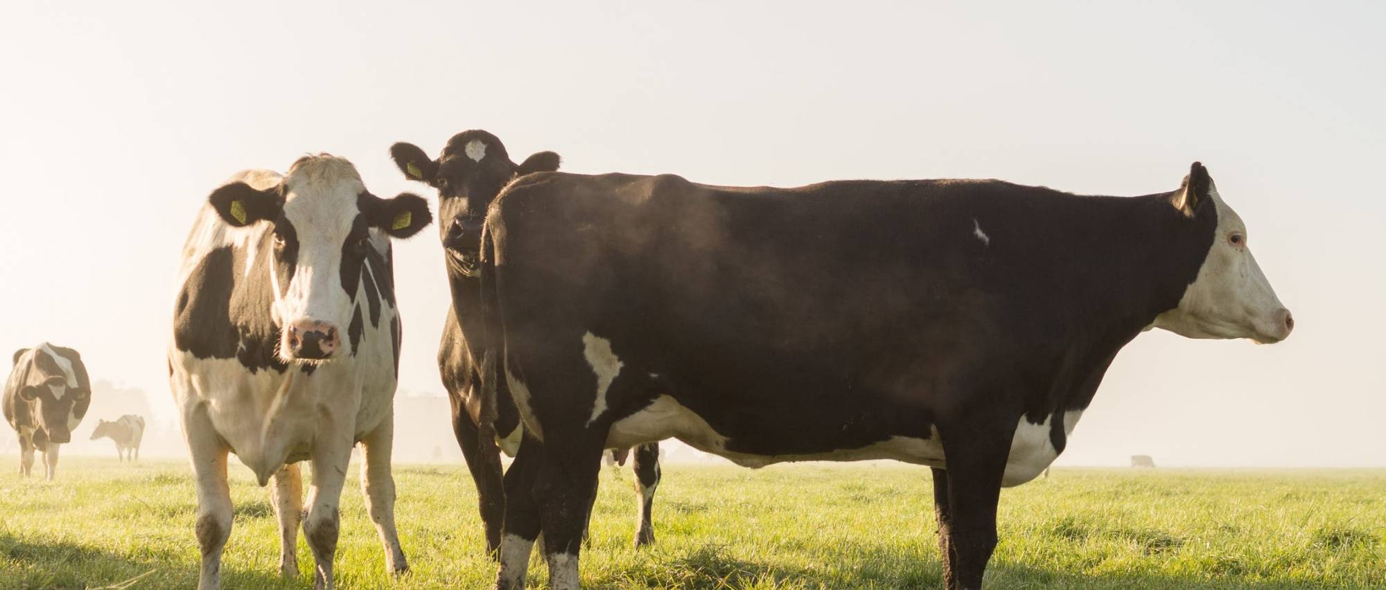 Cows in a field